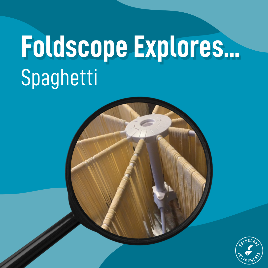 Foldscope Explores… Spaghetti