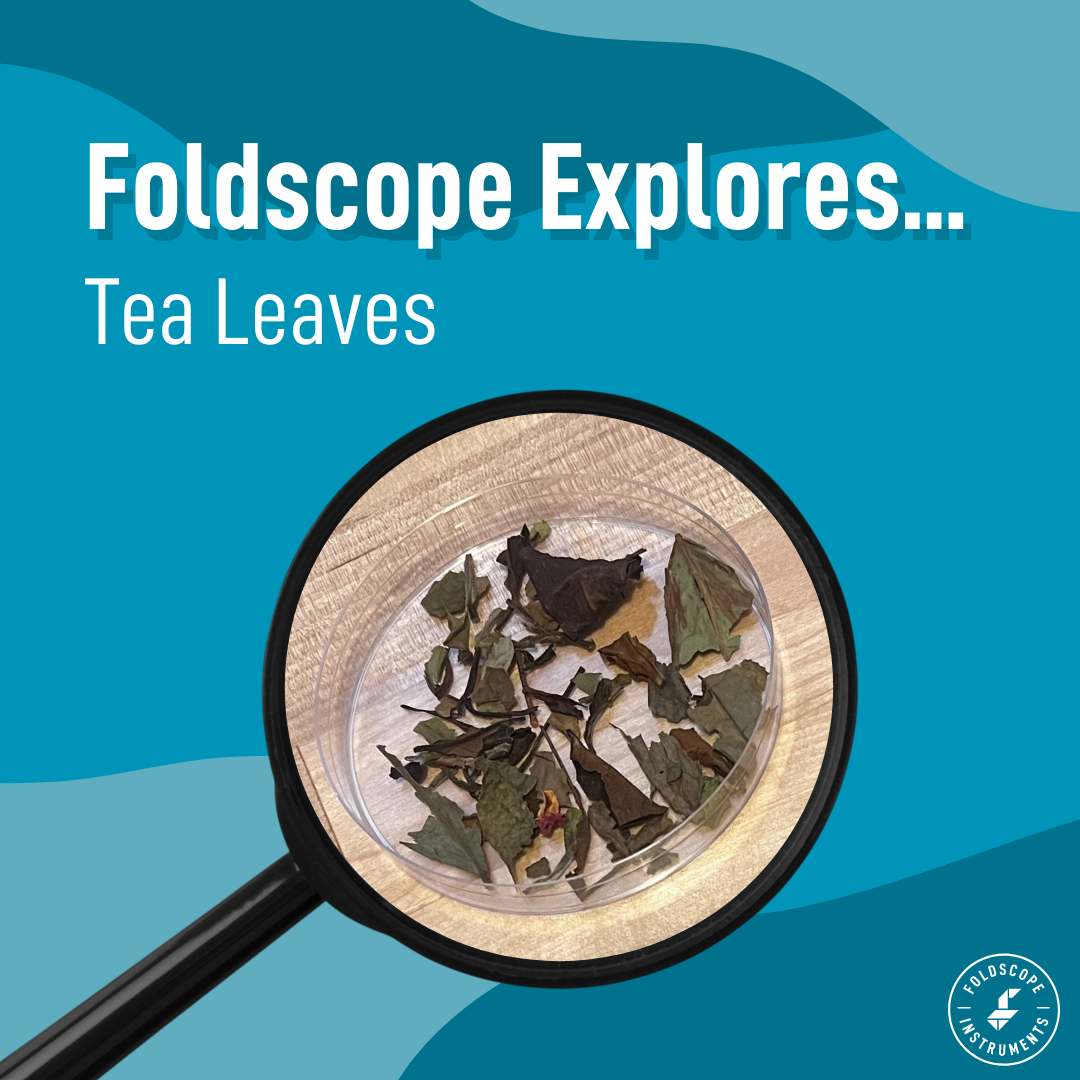 Foldscope Explores... Tea Leaves
