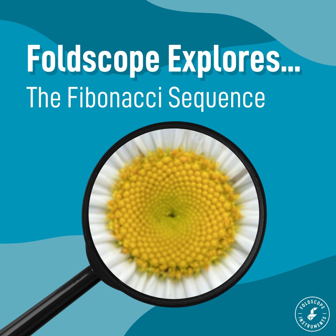Foldscope Explores… The Fibonacci Sequence
