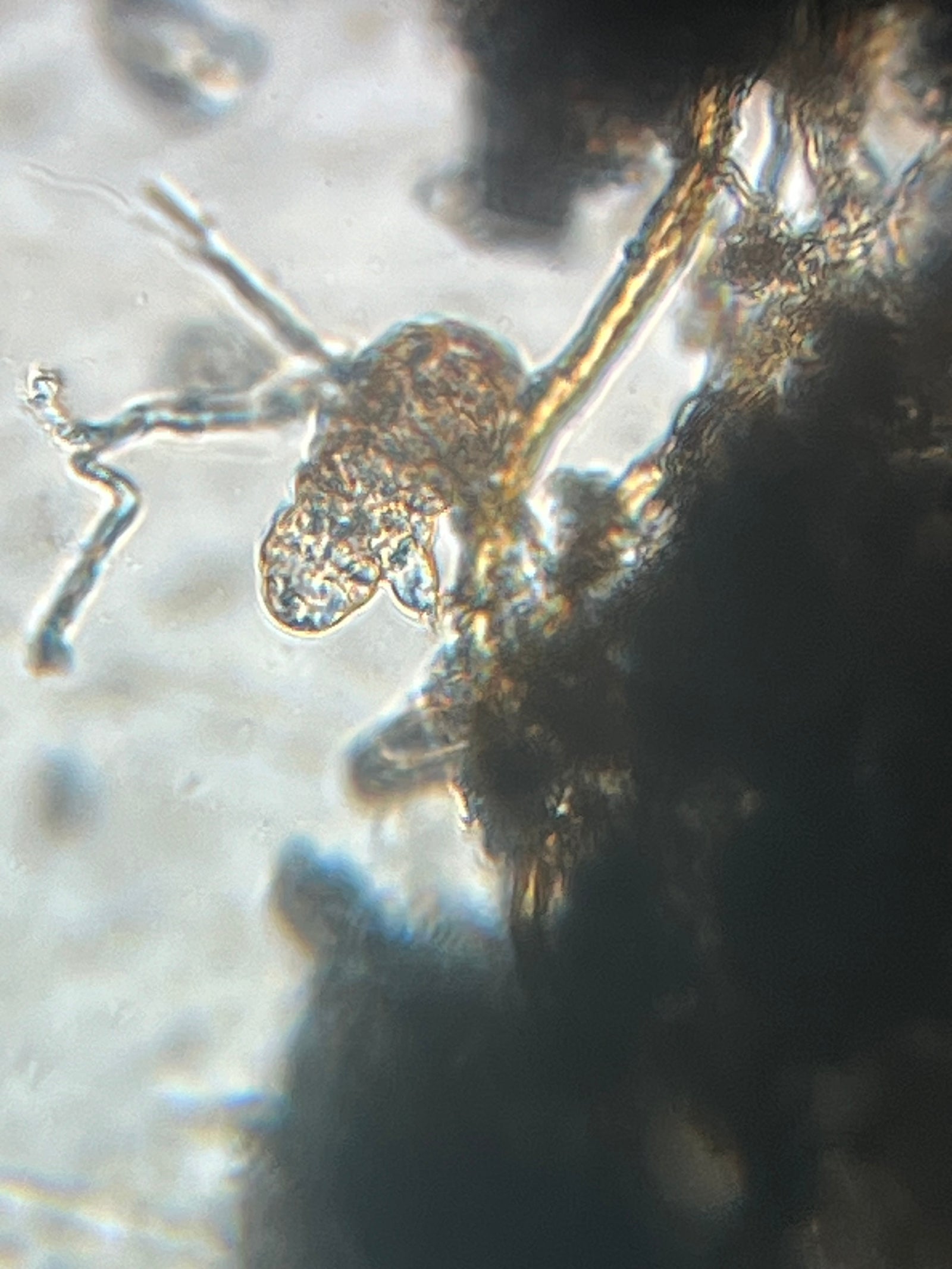 Foldscope Explores… Well Educated Tardigrades!