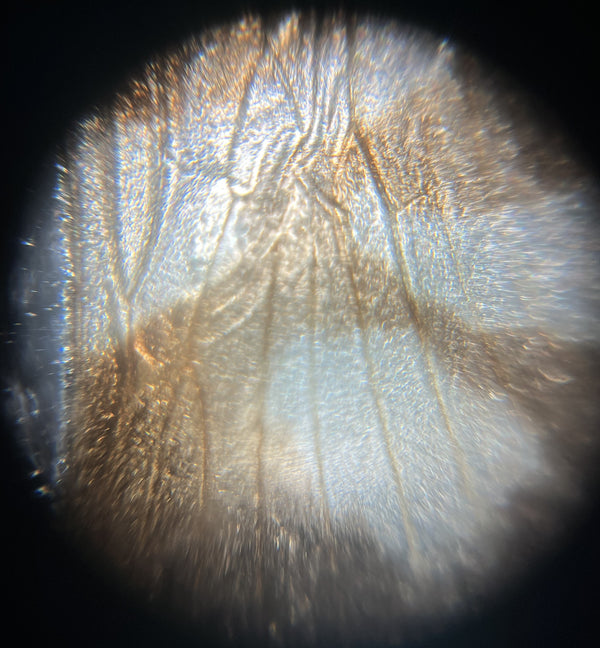 Foldscope In The Classroom: Insect Wing Adaptations - Foldscope ...