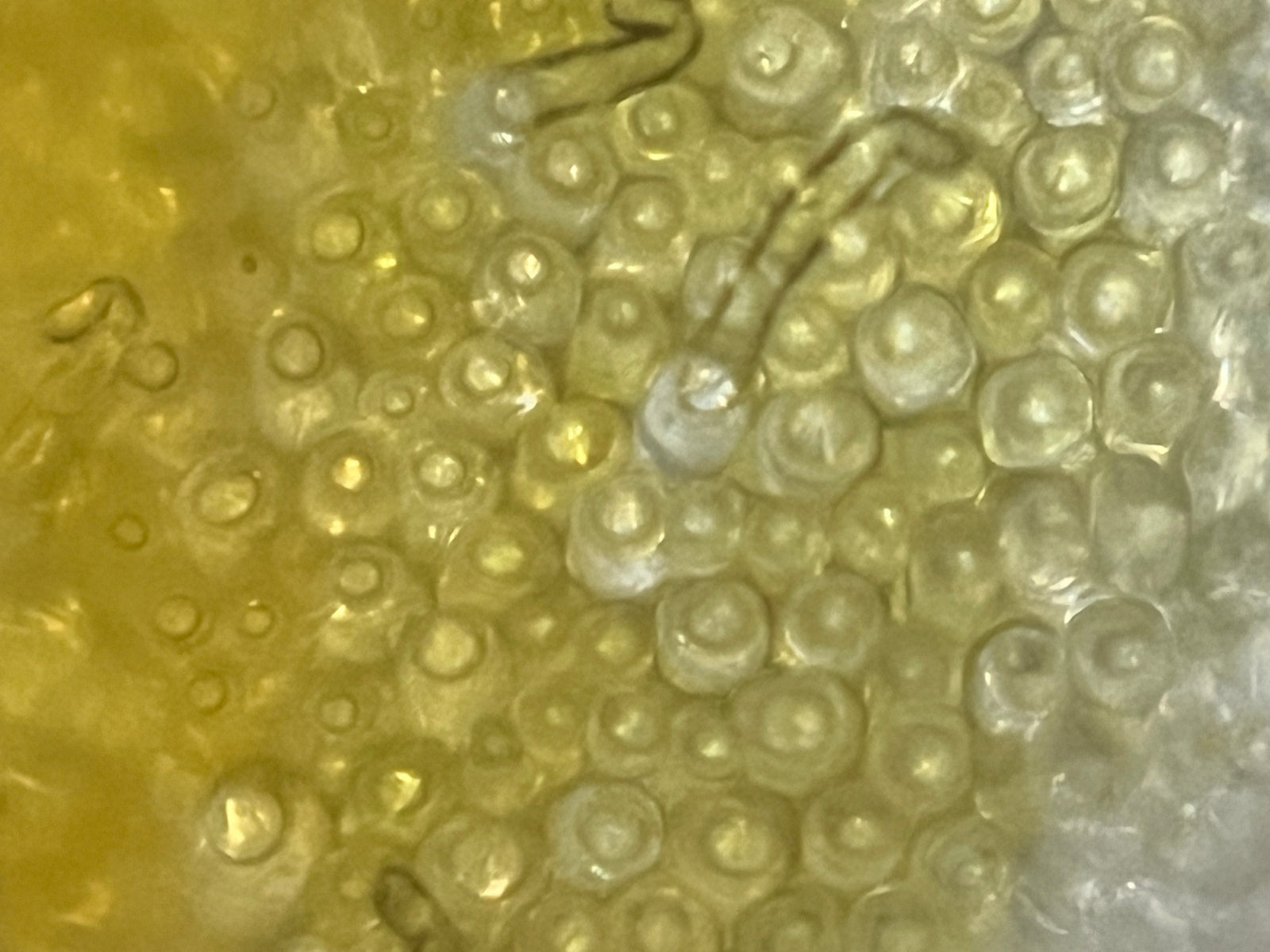 Foldscope Explores... Slide Prep and Flower Petals