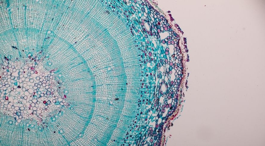 Why Affordable Microscopes Have Real World Impact