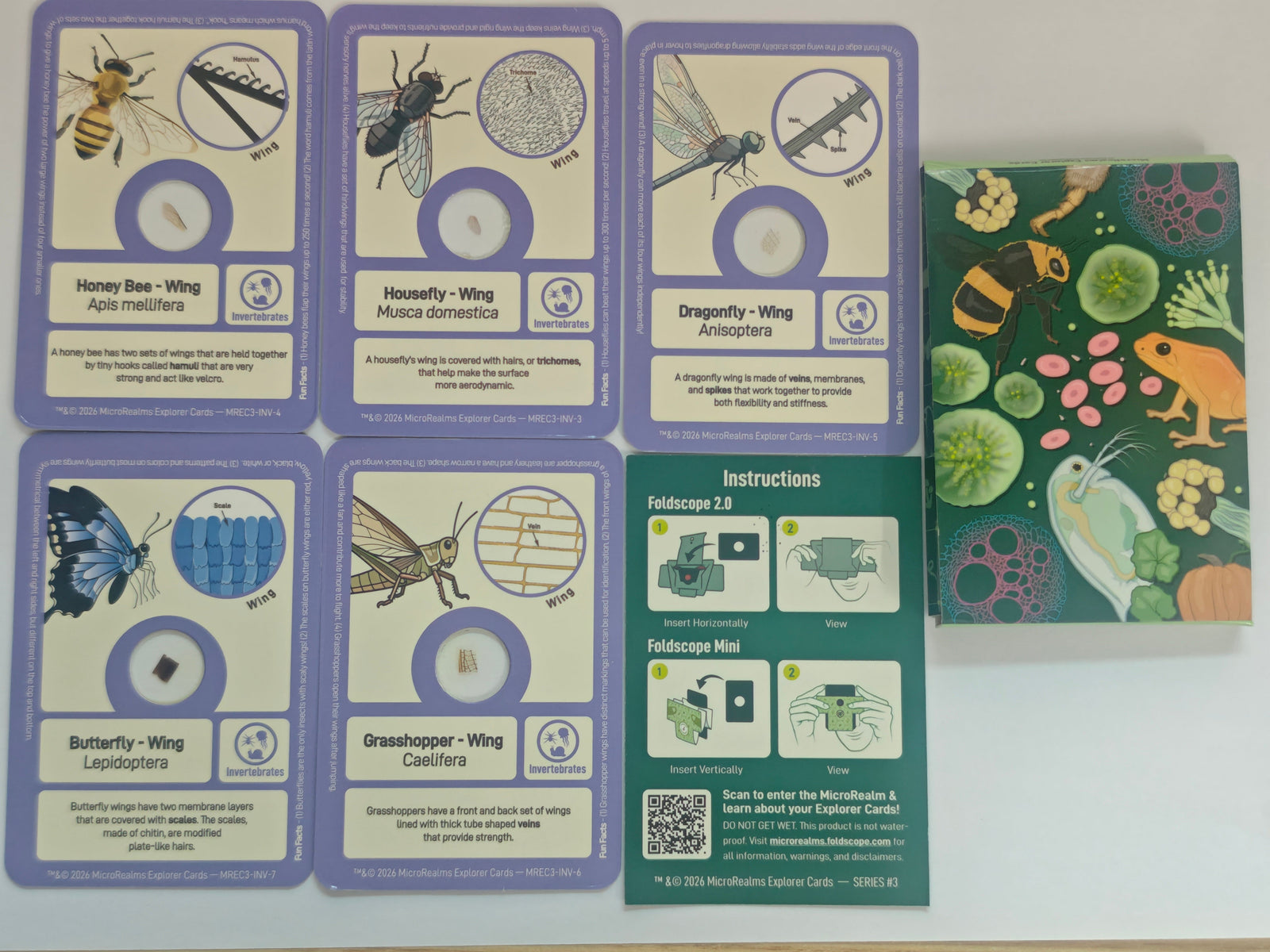 A set of educational insect identification cards and a matching illustrated box arranged on a white background. The cards are cream and lavender with scientific labels and specimen circles, while the box features colorful illustrations of insects and nature.
