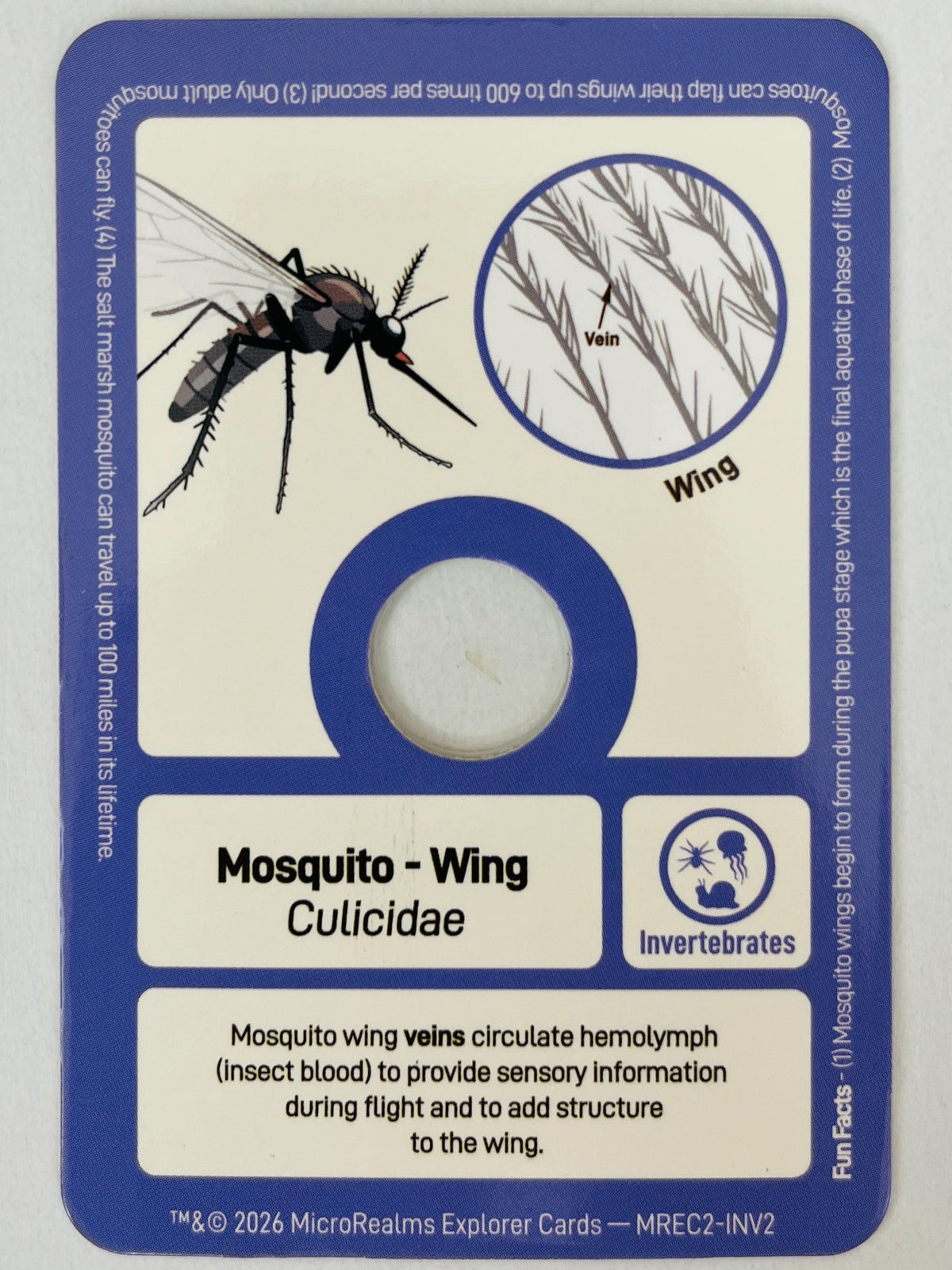 Mosquito wing card from a series on insects with a blue border.