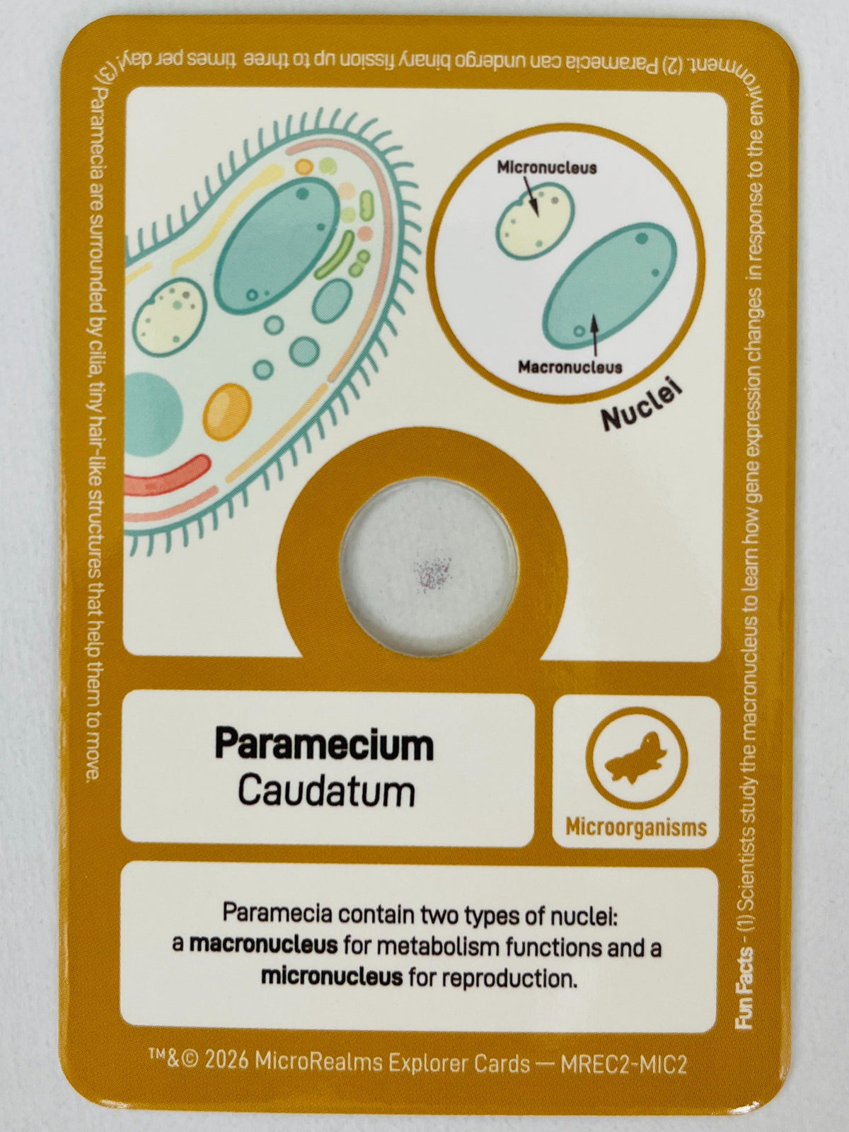 Card featuring an illustration of Paramecium caudatum on a white background