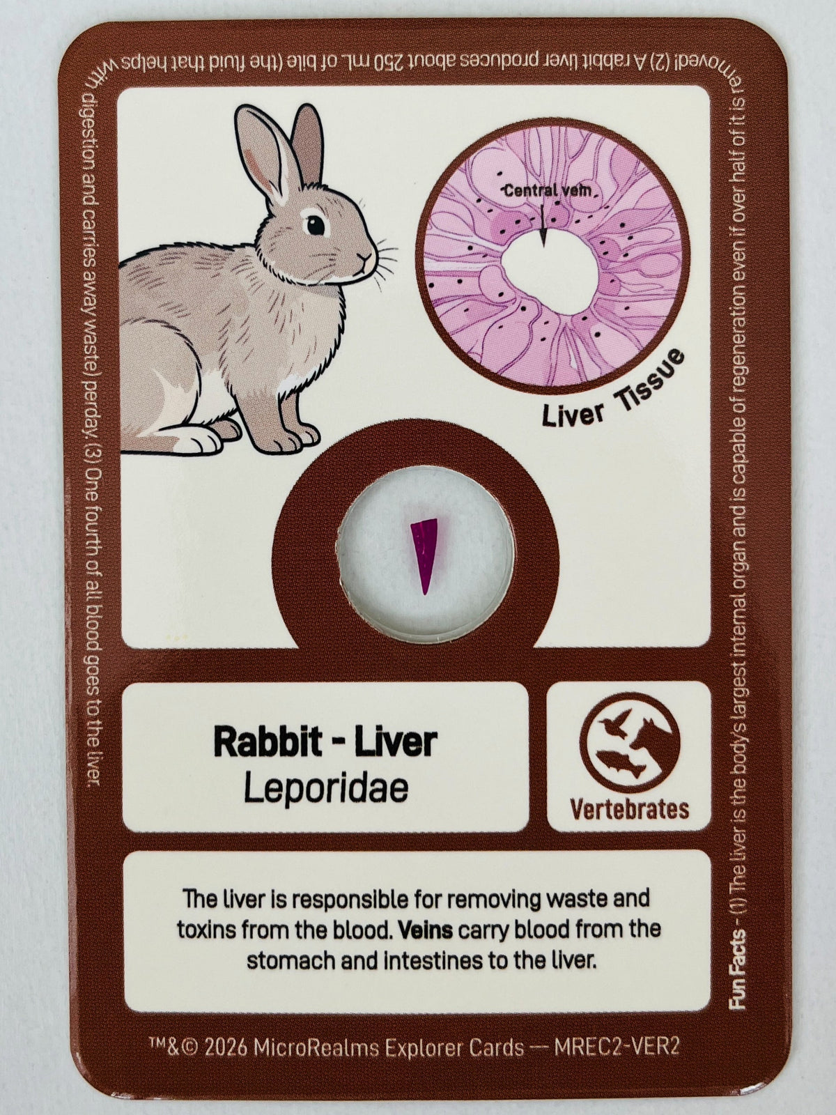 Card with rabbit illustration and liver tissue sample on a white background