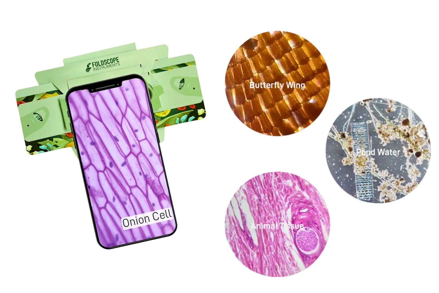 Microscope slides with labeled images and a phone displaying an onion cell slide.